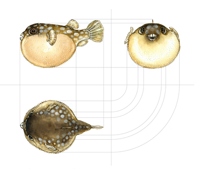 animal-fish-sealife-handmade-pufferfish-jpg