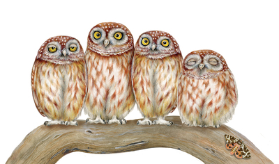 animal-owl-bird-childrenbook-handmade-jpg