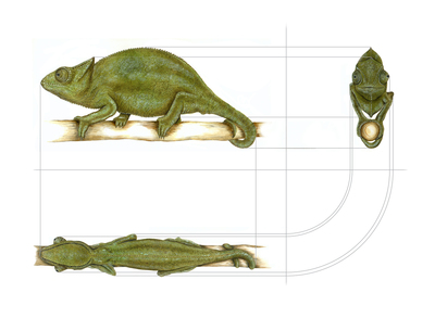 animal-reptile-chameleon-handmade-jpg