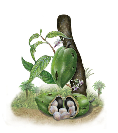 botanical-botanic-cacao-plant-fruit-handmade-jpg