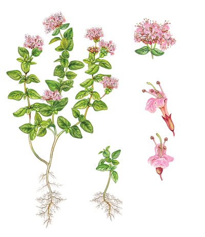 botanical-botanic-plant-flower-origan-handmade-jpg