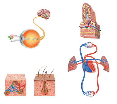 educational-anatomy-eye-blood-skin-anatomical-jpg