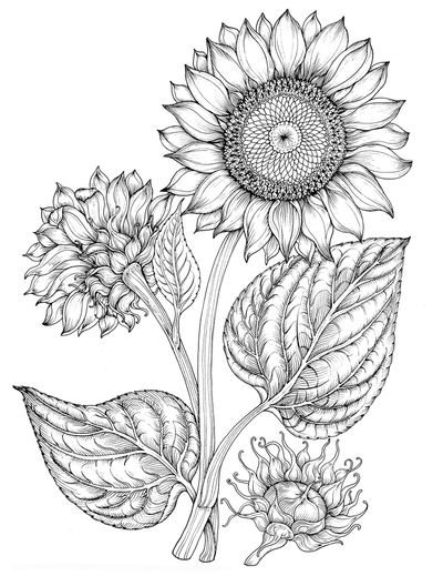 blackandwhite-botanical-botanic-sunflower-sunflower-jpg