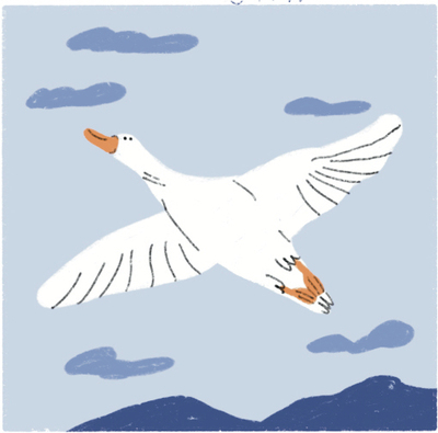 duck-2