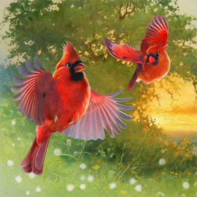 cardinal-lr-jpg