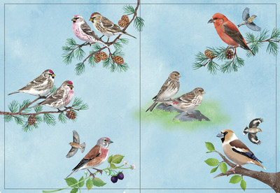 finches-2-copy-jpg