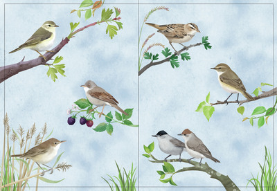 warblers-copy-jpg