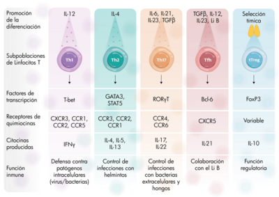 lymphocytes