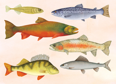 fish-jpg-18