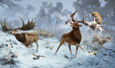 irish-elks-jpg