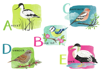 a-z-wildlife-birds-avocet-bluetit-chaffinch-eider-dunnock-children-s-books-education-jpg