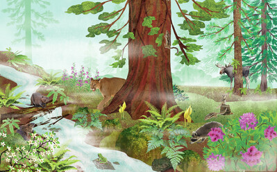 claire-mcelfatrick-temperate-rainforest-spread-sold-unpublished-jpg