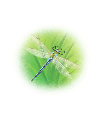dragonfly-jpg-3