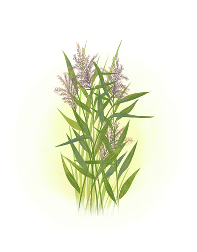 norfolk-reed-jpg