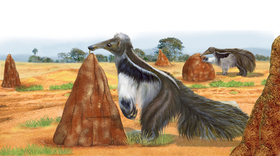 anteater-mammal-amimal-termiti-realistic-jpg