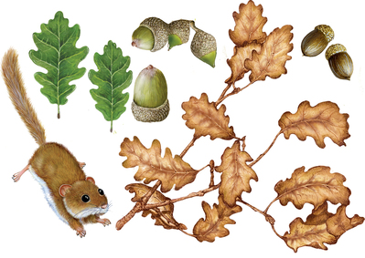 oak-animal-leaf-jpg