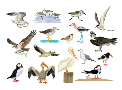 birds-16