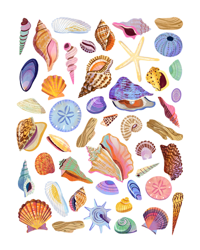 seashells
