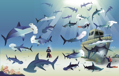 hammerheads-a-w-jpg