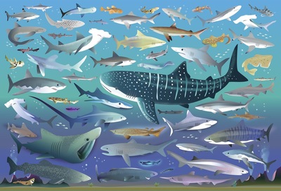 shark-jigsaw-jpg