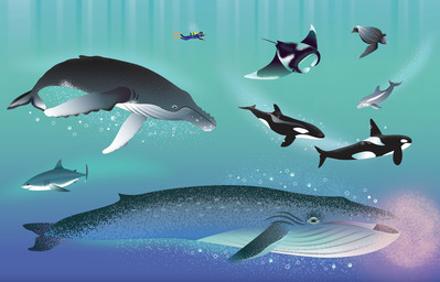 open-oceans-final-jpg