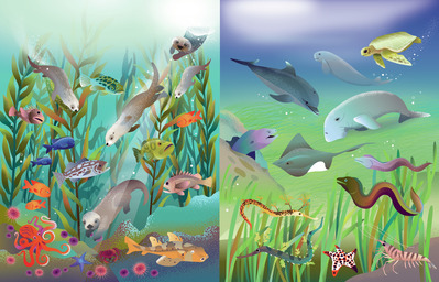 kelp-seagrass-final-jpg
