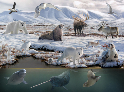 polar-region-aw-jpg