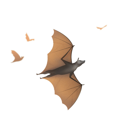 18-straw-colored-bat-jpg