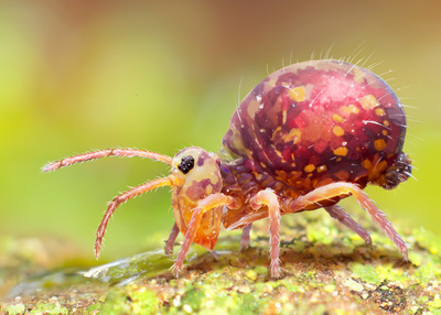 springtail-jpg