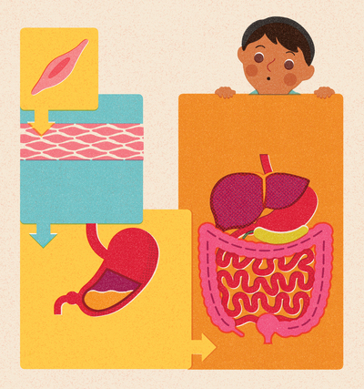 adho-47680-human-body-organs-biology-science-boyjpg-jpg
