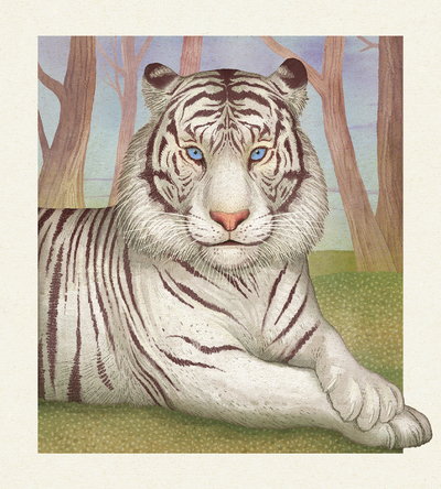 white-tiger