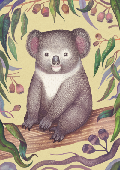 koala-4