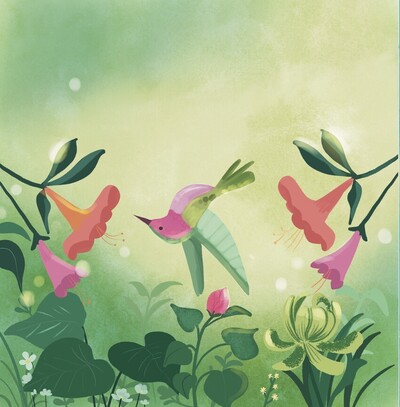 hummingbird-5