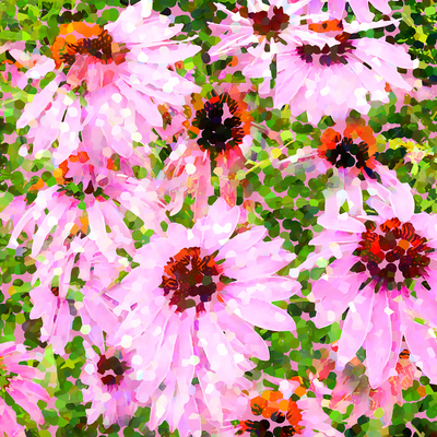 lsk-hothouse-echinacea-jpg