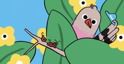 pigeon-animals-cute-png
