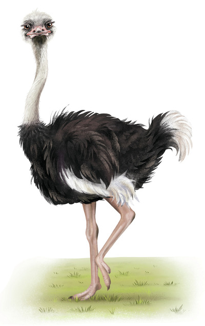 ostrich-jpg-1