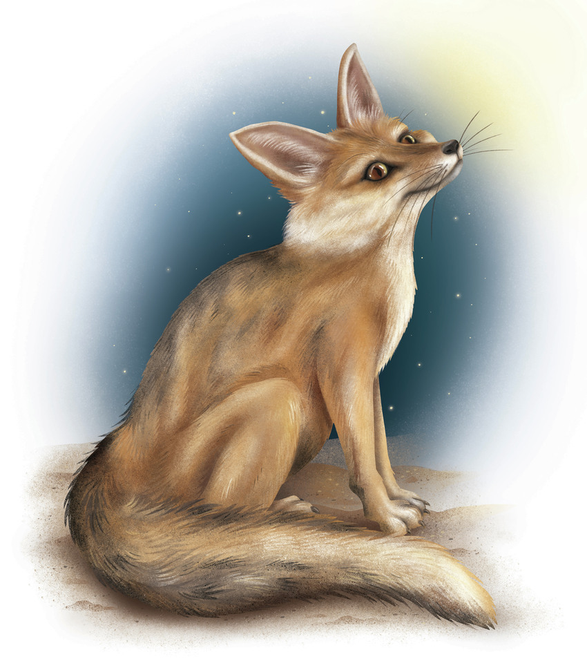 Ruppels Fox.jpg