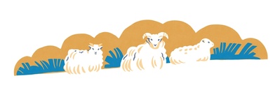 sheeps-1