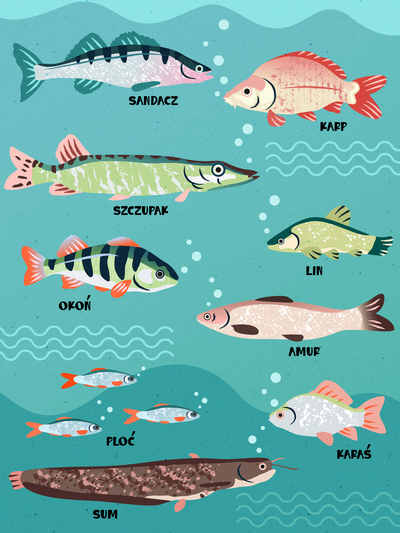 nature-fish-habitat-environment-biology-species-freshwater-water-animal-animals-underwater-marine