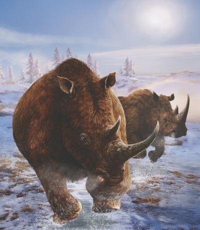wooly-rhino-2-jpg