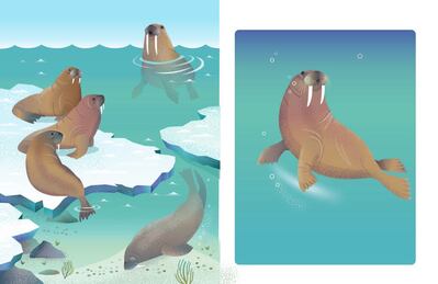 st-sea-creatures-walrus-spread-amend-jpg